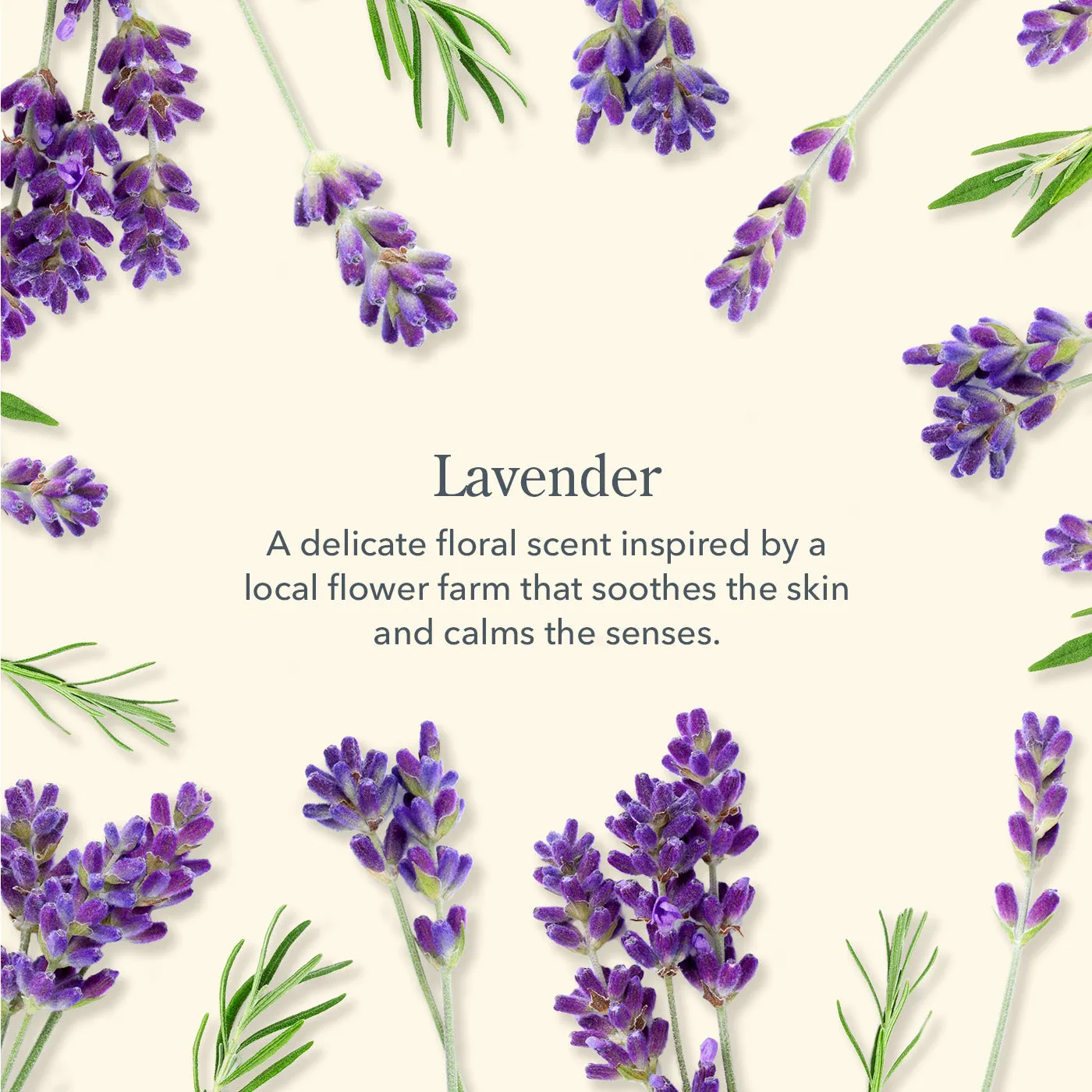 Lavender Set of 2 Caddy